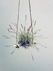 Air Plant Set of 4 - Tillandsia recurvata - Unique Indoor Decor - Easy Care Air Plants for Home or Office