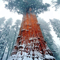 California Coast Redwood Seeds - Giant Sequoia Bonsai - Sequoiadendron giganteum - Perfect for Home Gardening