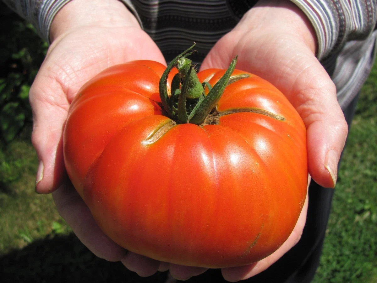 Goliath Hybrid Tomato Seeds - 15 Count Packet - Bright Red, Delicious Variety - Ideal for Home Gardening