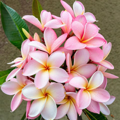 Pale Pink Plumeria Seeds - 5 Perennial Hawaiian Flower Plants - Frangipani Seeds for Garden