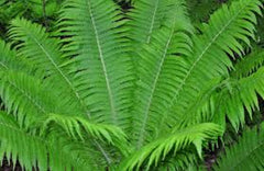 Ostrich Fern Bare Root - 3 Fiddlehead Plants - Matteuccia Struthiopteris - Edible Shoots for Woodland Gardens
