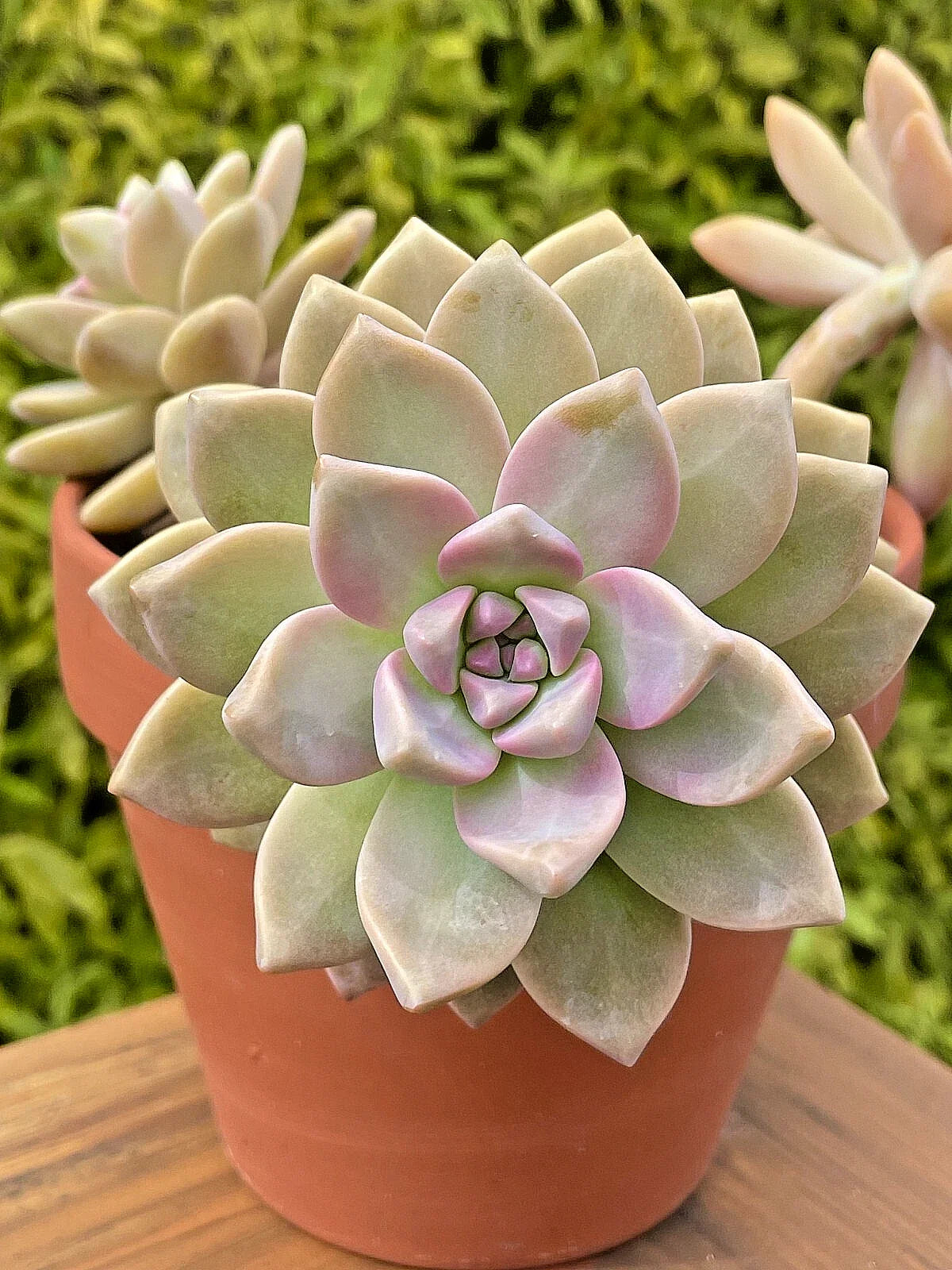 Graptosedum Ghosty Succulent Cutting - 3-Inch Unrooted Live Plant - Rare Variety for Home Decor or Gardening