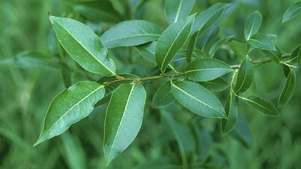 Bay Leaf Willow Cuttings - 4 Pack - Rare Willow Tree (Salix pentandra)
