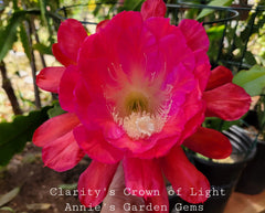 Epiphyllum Unrooted Cuttings 8-10 Inches Clarity's Crown of Light (Epiphyllum oxypetalum)