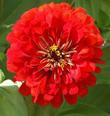 Zinnia Seeds - 150+ Cherry Queen Red Flowers - Zinnia elegans - USA Seller, Free Shipping
