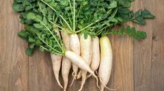 White Icicle Radish Seeds - 500+ Count for Garden Planting - Raphanus sativus - USA Grown, Non-GMO
