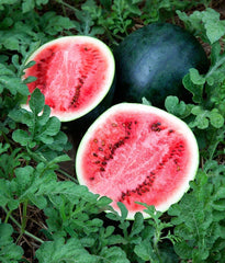Sugar Baby Watermelon Seeds - 25 Non-GMO Seeds | Sweet Watermelon Variety | Citrullus lanatus