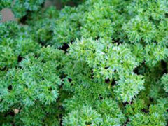 Heirloom Parsley Seeds, Triple Curled, Non-GMO, 25+ Seeds, Petroselinum crispum