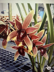 Orchid Plant - Cymbidium Aussie Dreamtime - Bloom Size - Bare Root Ship