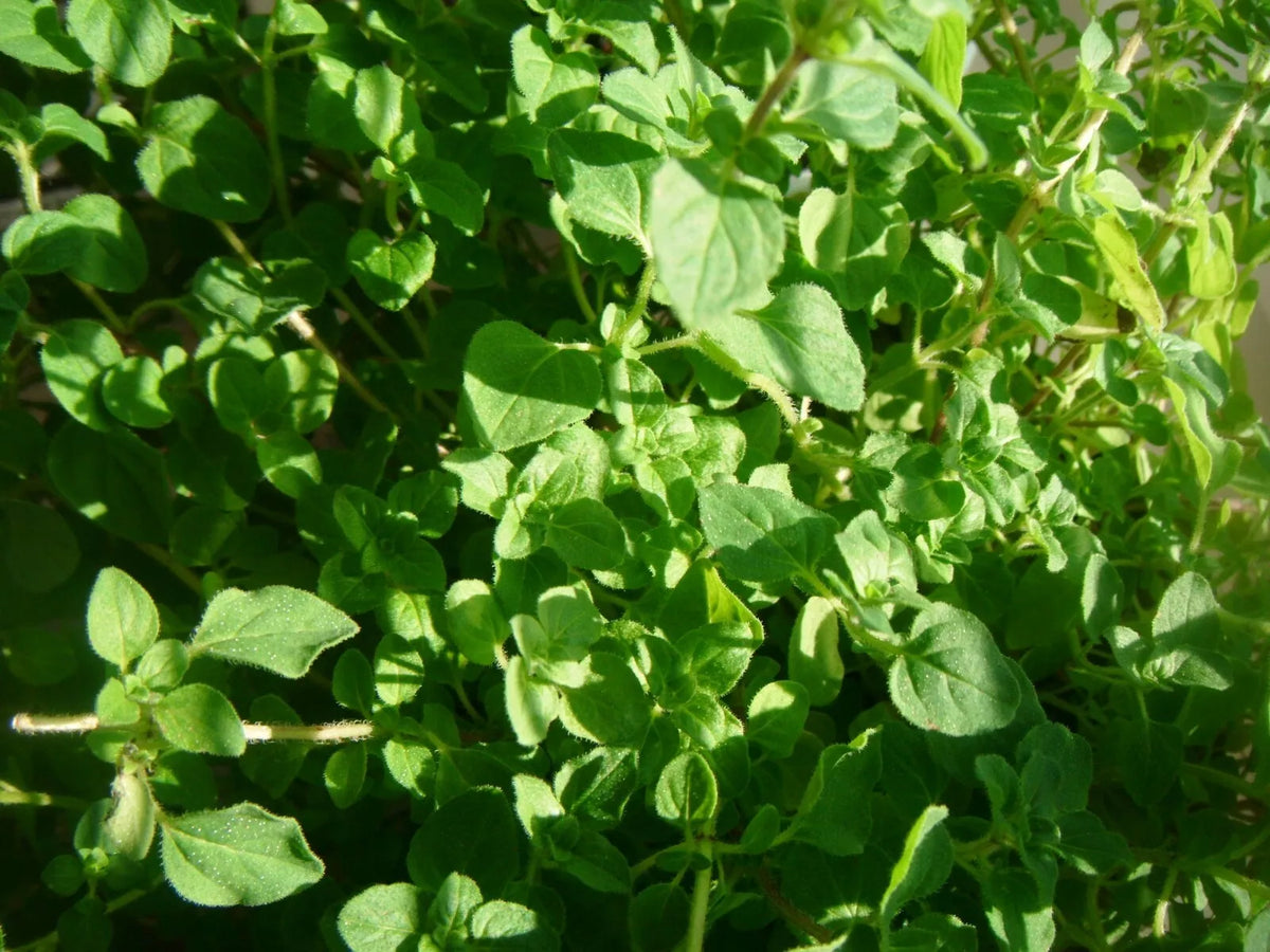 Common Thyme Herb Seeds - 1000 Pack - Thymus vulgaris - Aromatic Culinary Herb Seeds for Gardening