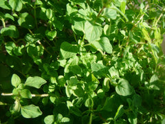 Common Thyme Herb Seeds - 1000 Pack - Thymus vulgaris - Aromatic Culinary Herb Seeds for Gardening