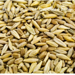 Cat Grass Mix Seeds - 300+ Red Wheat, Barley, Oats & Cereal Rye - Pet Safe Plant for Cats, Indoor Gardening