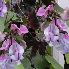 Hyacinth Bean Seeds - 5 Pack, Ruby Moon Variety, Lablab purpureus