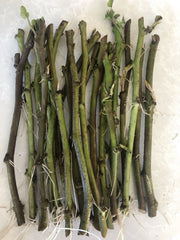 Sweet Potato Slips 20 Count Cutting Vine Ipomoea batatas Ready to Plant Organic Garden Starter