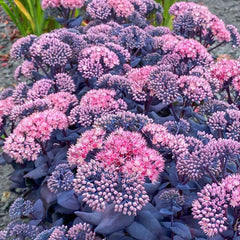 Sedum Mojave Jewels Sapphire Plant - Hardy Perennial Succulent for Summer Garden Bloom - Drought Tolerant Ground Cover
