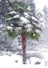 50 Windmill Fan Palm Seeds - Trachycarpus Fortunei - Hardy Tropical Tree for Garden and Landscape