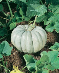 Blue Harvest Pumpkin F1 Seeds - Fresh Pumpkin Seed Variety for Planting - Heirloom Quality, Non-GMO