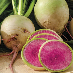 Watermelon Radish Seeds | Heirloom Non-GMO Variety | Free Shipping | Raphanus sativus