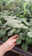 Rare Piper Umbellatum Live Plant with Rootball - Medicinal Herb