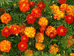 Marigold Seeds 150+ French Sparky Mix Flowers Tagetes, Wildflower Seeds, US Free Shipping