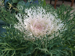 Ornamental Kale Seeds - Peacock White - 40 Fresh Seeds - Brassica oleracea