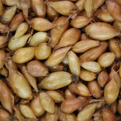Sweet Candy Hybrid Onion Sets for Planting - Bulbs, Yellow/White Varieties, Allium cepa
