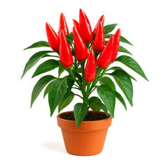 Giant Cayenne Pepper Seeds - 20+ Heirloom Non-GMO Seeds - 6" Pods - 20-50K SHU - USA Grown 🌶️
