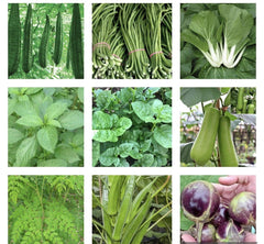 Asian Vegetable Seeds Bundle - 15 Packets of Heirloom Varieties for Home Gardening - Grow Your Own Food