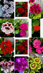 Geranium Cuttings Set of 3, 6 Inches Long, Choose Your Variety, Pelargonium spp.