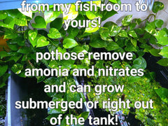 Pothos Cuttings - 15 Healthy Golden, Green & Marbled Queen Plants for Aquarium - Epipremnum aureum