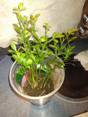 Rare Flying Dragon Tree - Trifoliate Orange - 12" Healthy Plant - Poncirus trifoliata - Buy 3 for 50 or $20 Each