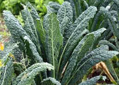 Kale Seeds, Non-GMO, Premier Variety, 50+ Seeds, Ideal for Salads and Cooking, Brassica oleracea
