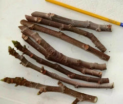 Fig Tree Cuttings 3 Pack, Malta Black, Sweet Delicious, Cold Hardy, Ficus carica, Zone 6-11, Approximately 6 Inches
