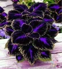 Coleus Seeds - 25+ Black Purple Variety - Perfect for Garden Planting - Solenostemon scutellarioides
