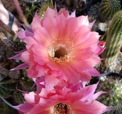Echinopsis Hybrid Blooming Cactus Rooted Offset - Ben Hur Variety - Unique Succulent Plant for Home Decor