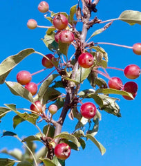 Adirondack Crabapple Seeds - 25+ Pack for Garden Planting - Malus coronaria - USA Grown, Free Shipping