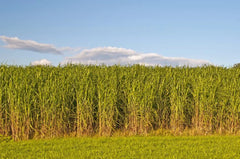 Switchgrass Seeds for Planting - 1,000 Count - Fast Growing Prairie Grass (Panicum virgatum)