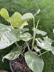 Variegated Monstera Plant - 4" Pot - Monstera Deliciosa Variegata - Tropical Houseplant for Indoor Decor