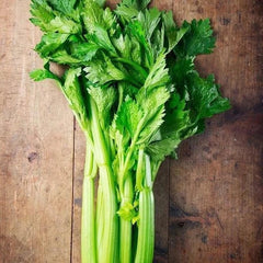Utah Celery Seeds - Non-GMO Heirloom Variety, Organic Seeds with Tracking - Apium graveolens