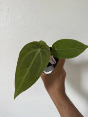 Anthurium Plant - Velvet Leaf - Tezula Red Crystallinum X NSE Dressleri - Tropical Houseplant