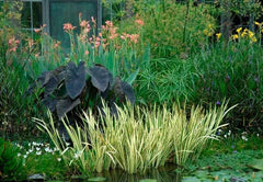 Sweet Flag Live Aquatic Plant - Variegated - Marginal Starter Plant (Acorus calamus) - Ideal for Ponds & Water Gardens