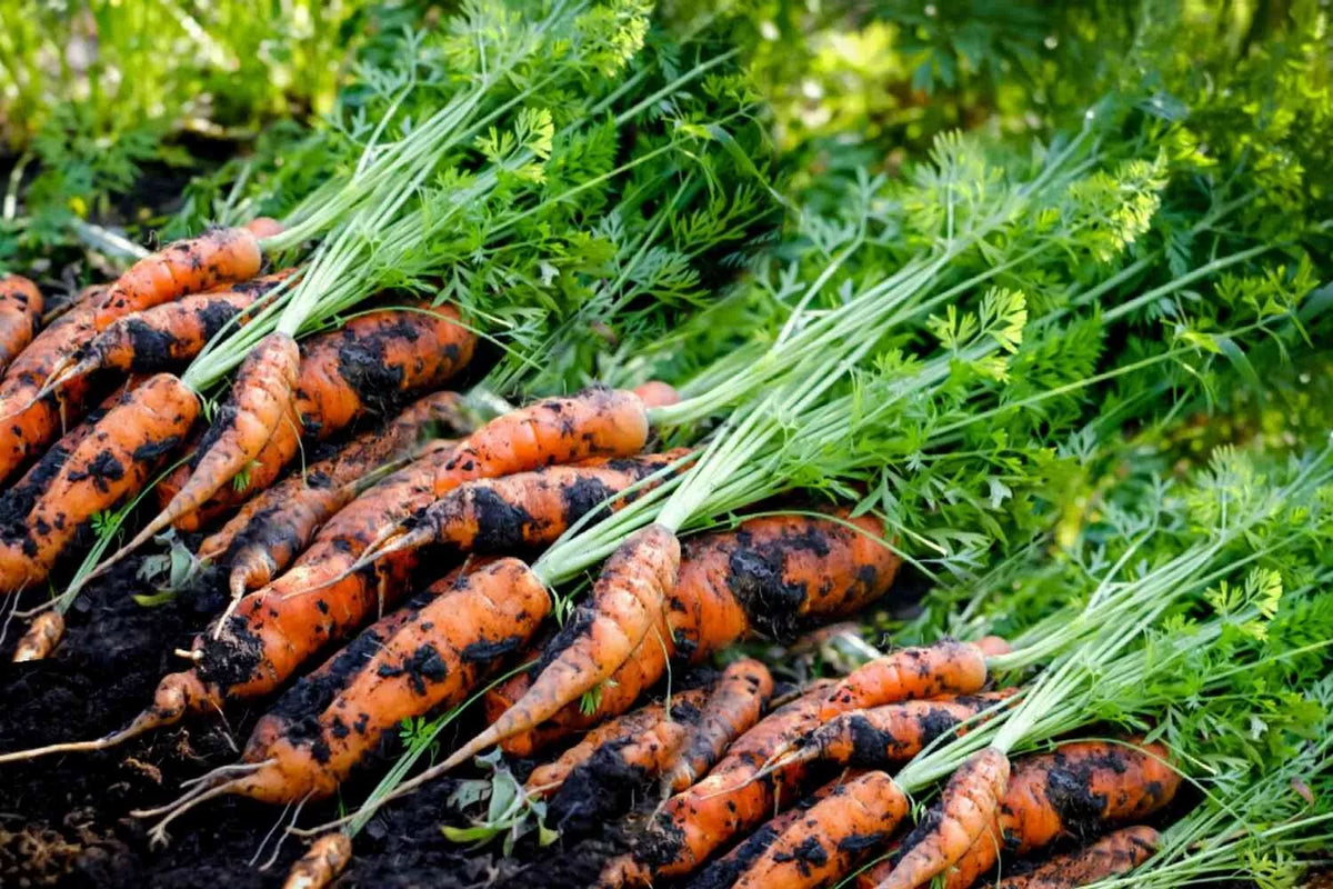 Tendersweet Carrot Seeds - 500+ Seeds - Heirloom Variety - Daucus carota - USA