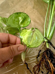 Syngonium 'Berry Allusion' Cutting - Rooted Live Plant, Indoor Houseplant, Easy Care, Syngonium podophyllum