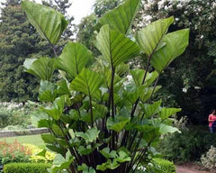 Small Rooted Starter Plant - Colocasia esculenta - Elephant Ear - Tea Cup Variety