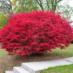 Burning Bush Cuttings - 15 Unrooted Fresh Cuttings for Rooting - Euonymus alatus