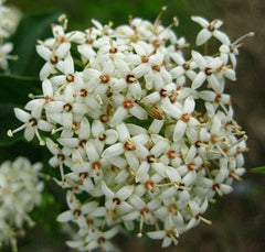 Rough Leaf Dogwood Live Plant 12-24 Inches Flowering Shrub Cornus drummondii