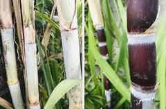 Fresh Cut Sugar Cane Sticks - 8 Pack Green or Purple - Non-GMO - Saccharum officinarum