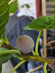 Smith Fig Cuttings - 5 Pack - Delicious Green/Blue Variety - Ficus carica - Includes Willow Water for Rooting