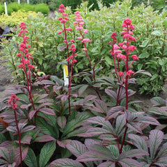 Rodgersia ‘Bronze Peacock’ Live Starter Plant - Perennial Shade Plant for Gardens - Hardy Rhizomatous Plant