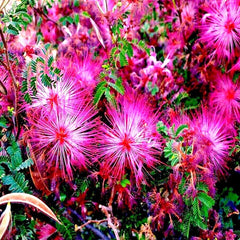 Pink Fairy Duster Tree Seeds - Mesquitella eriophylla - Flowering Mimosa Plant - Rare Drought-Tolerant Seeds